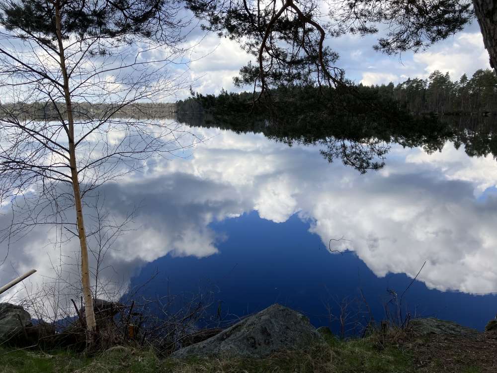 Sjomedmolnspegel.jpg